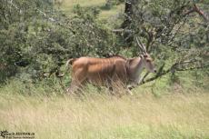 IMG 8120-Kenya, eland seen in Masai Mara IMG 8120-Kenya, eland seen in Masai Mara